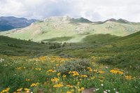 Baldy Mountain Wildflowers