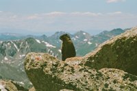 Mountain Vermin Marmot