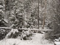 Snow in the Pines