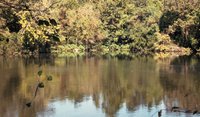 Hidden Bluebonnet Pond