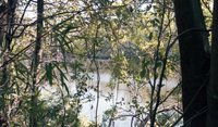 Hidden Pond Through Brush